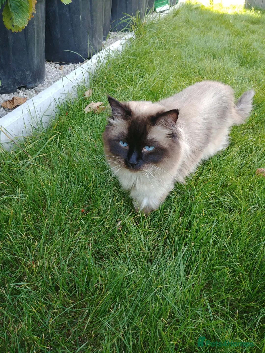 Ragdoll cats for stud: GCCF Active Register Seal Point Awesome Ragdoll in Luton - Advert 8