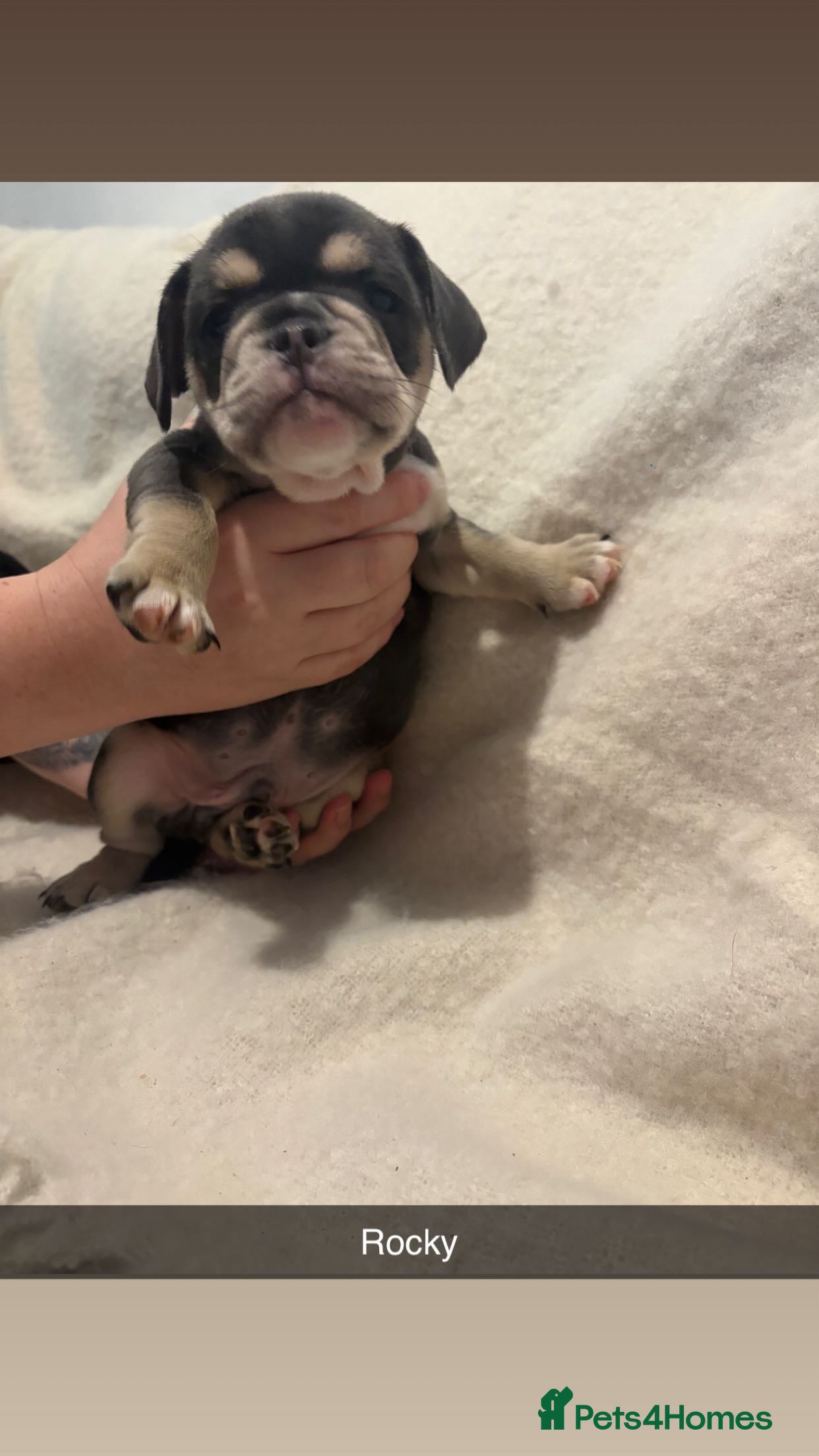 Mixed Breed dogs French/English bulldogs puppies  - Advert 1