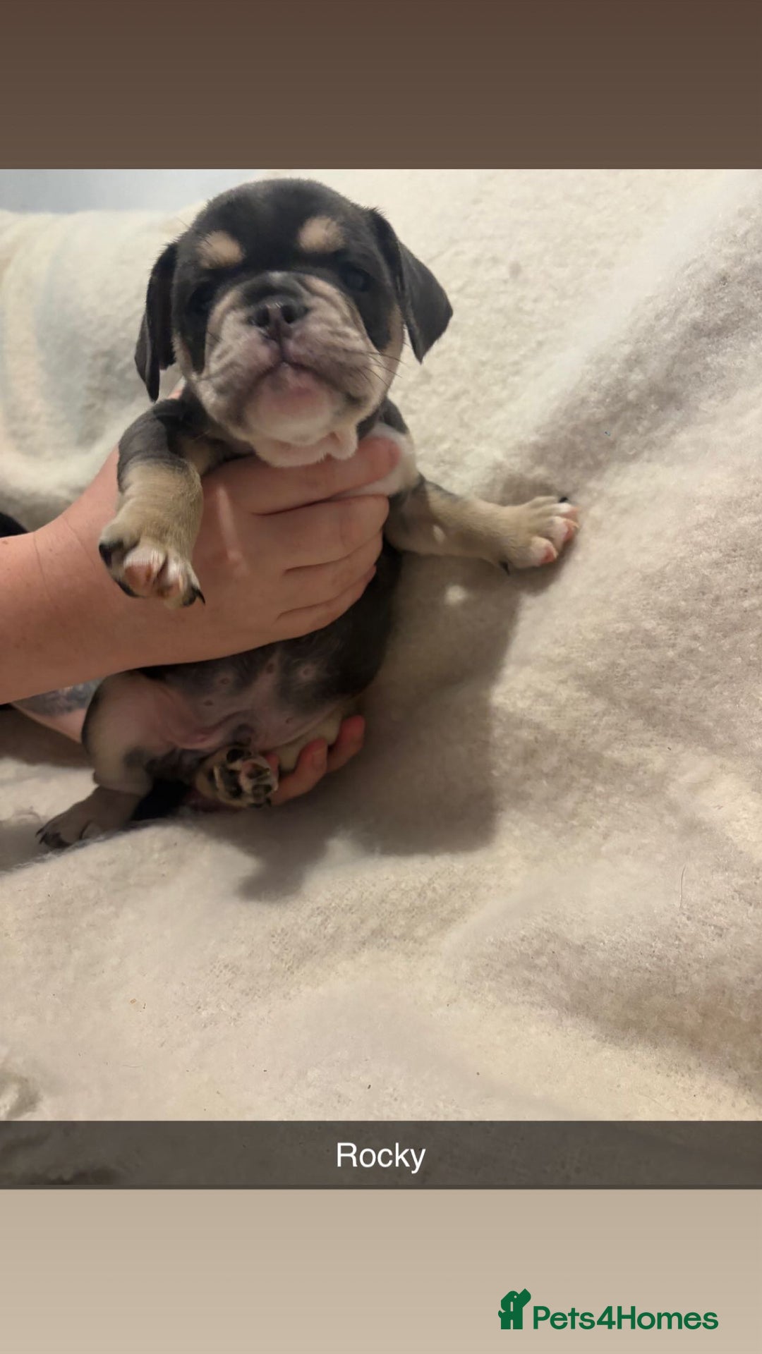 Mixed Breed dogs for sale: French/English bulldogs puppies  - Advert 1