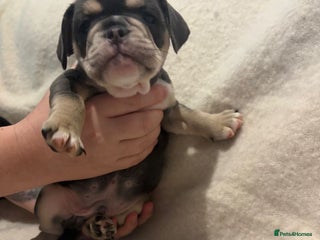 Mixed Breed dogs French/English bulldogs puppies - Advert 1
