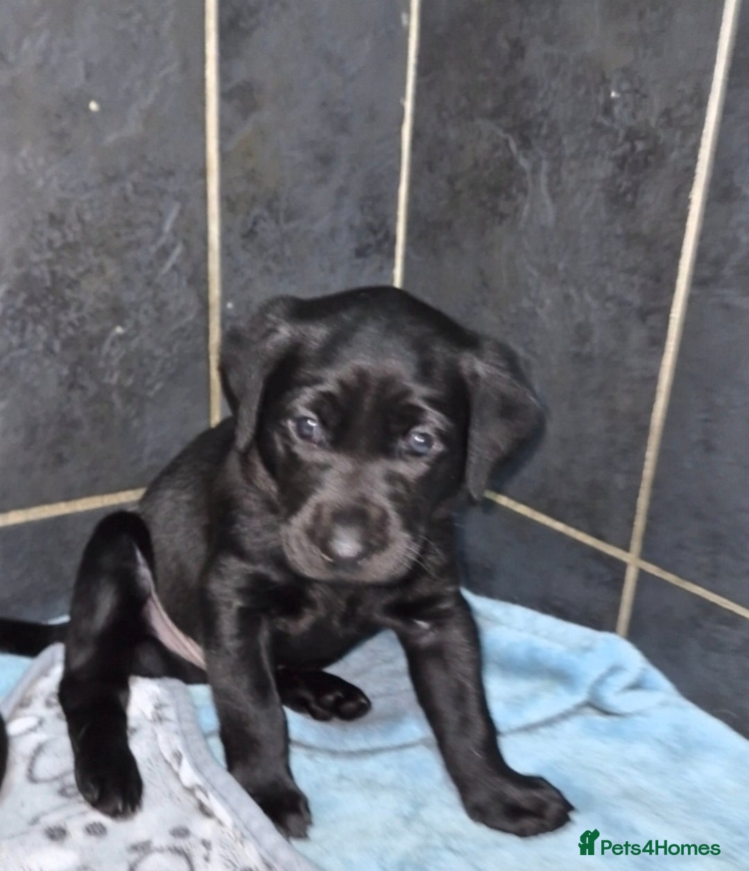 Labrador Retriever dogs for sale: Labrador retriver black and fox red puppies - Advert 8