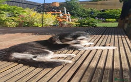 Mixed Breed dogs for sale: Maltese x Russian Toy Girl - 18 months - Image 2