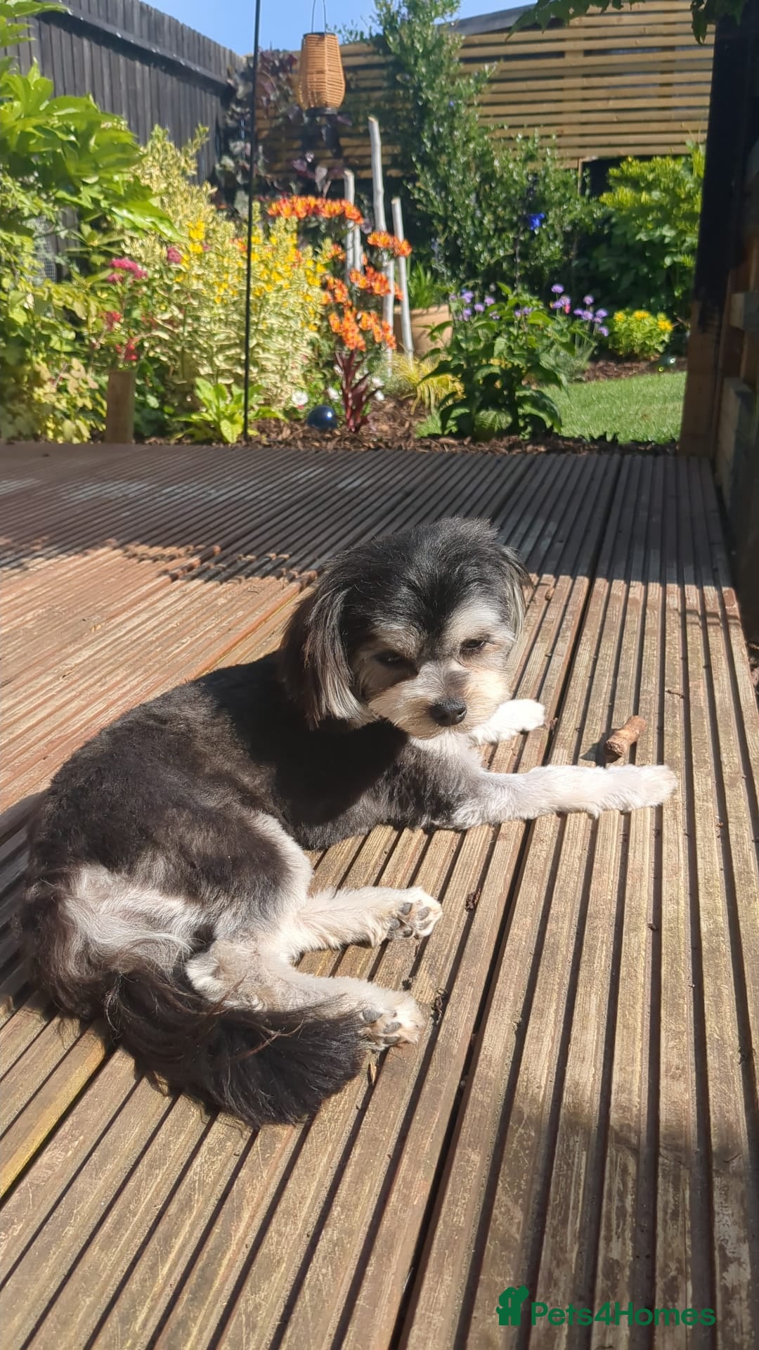 Mixed Breed dogs for sale: Maltese x Russian Toy Girl - 18 months - Image 2