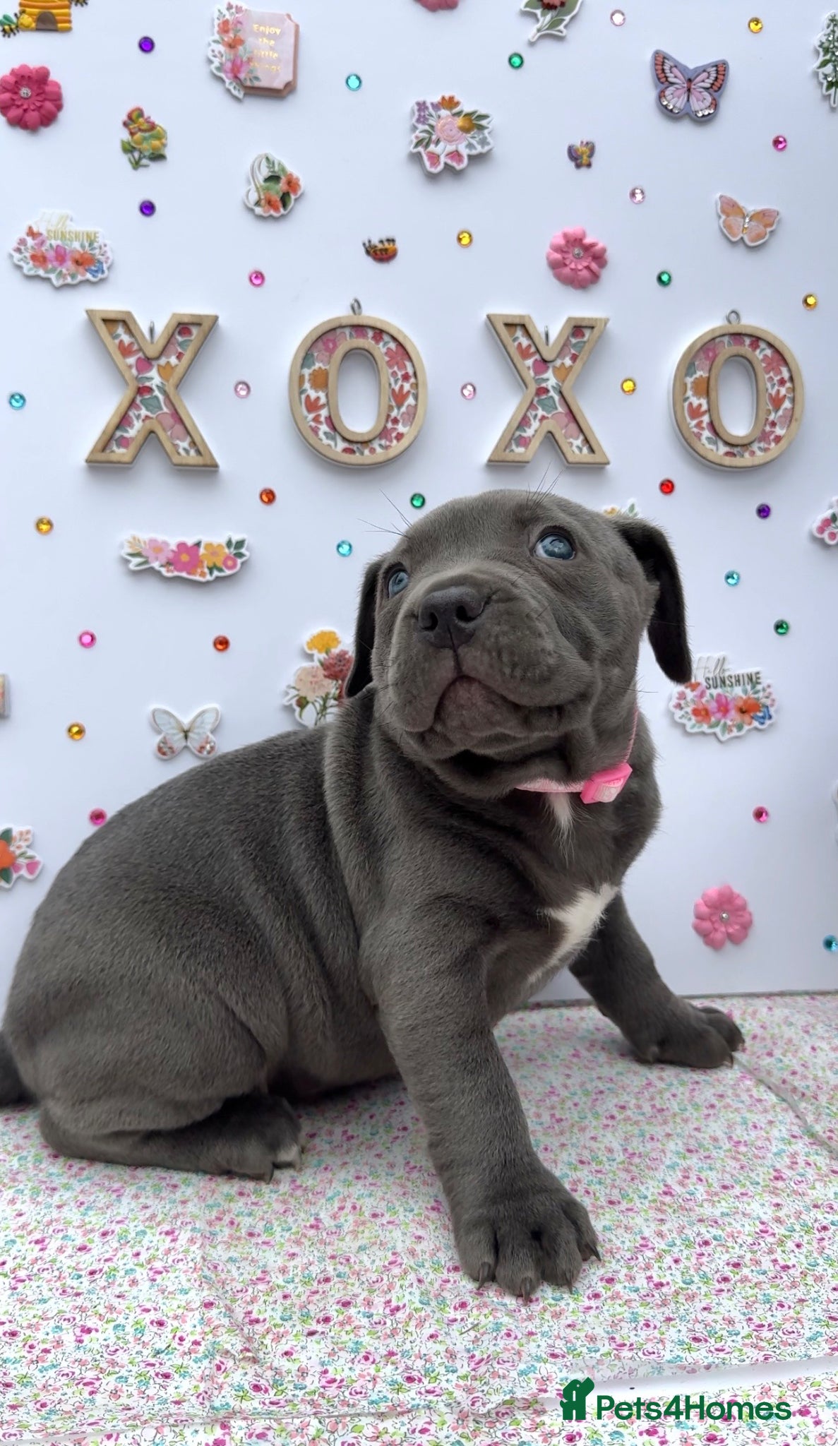 Staffordshire Bull Terrier dogs Blue Staffordshire Bull Terrier Puppies - Advert 5