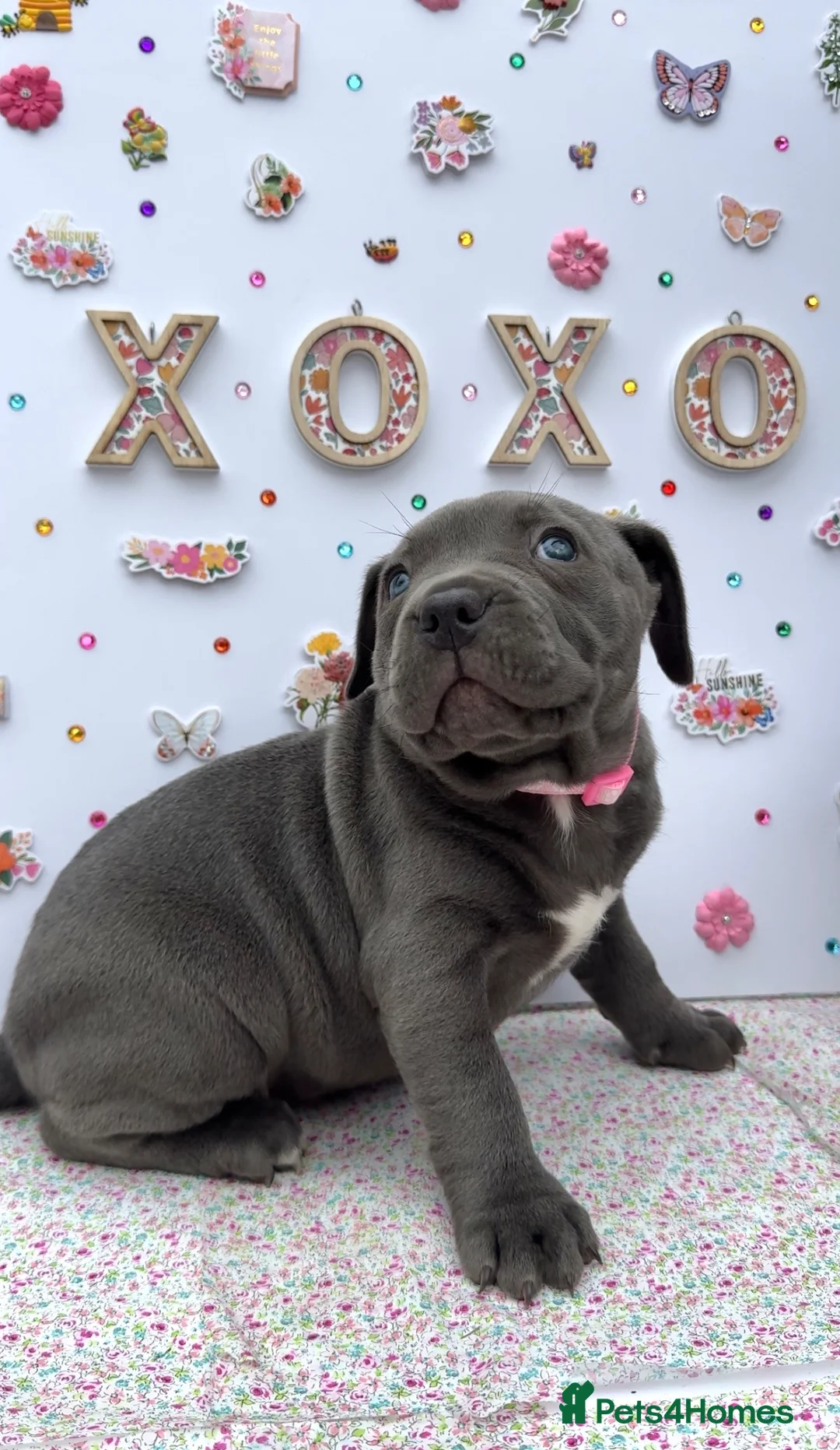 Staffordshire Bull Terrier dogs for sale: Blue Staffordshire Bull Terrier Puppies - Advert 1