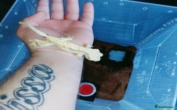 Gecko reptiles for sale: Crested  - Image 2