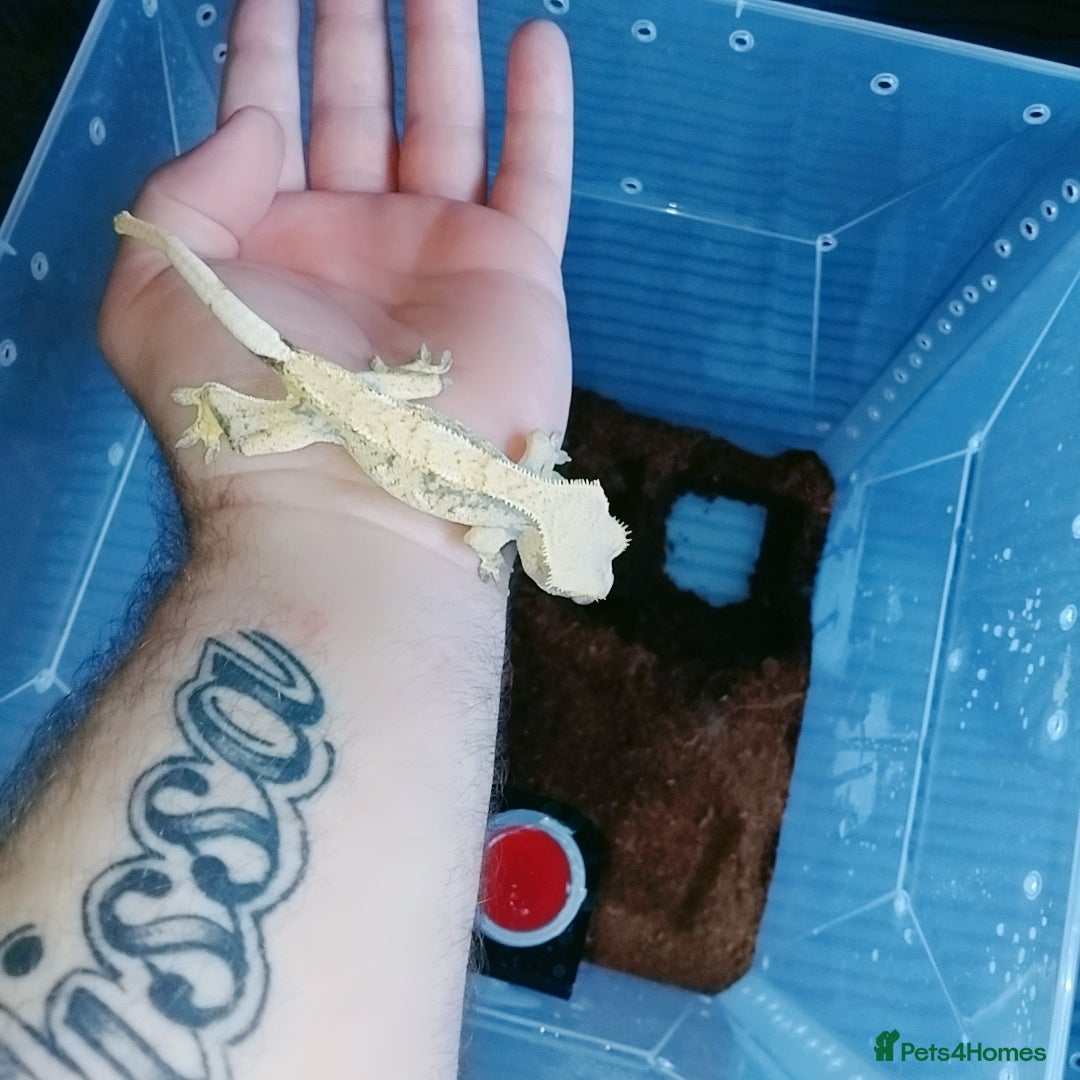 Gecko reptiles for sale: Crested  - Image 2