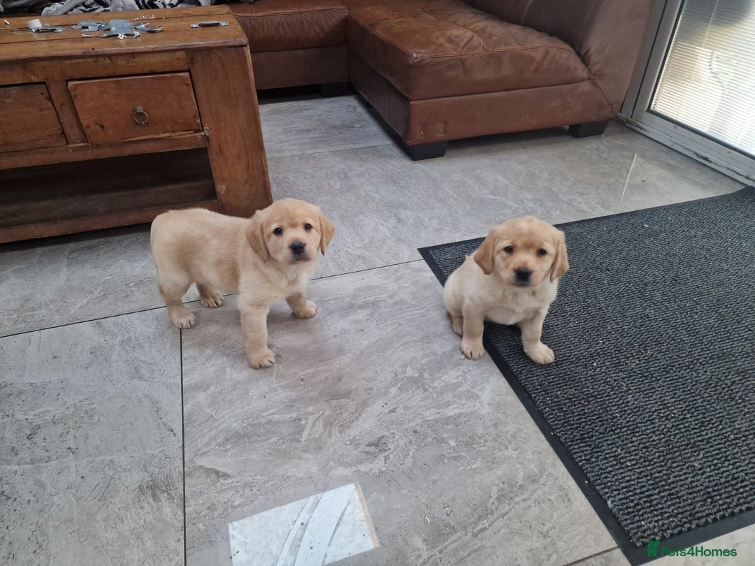 Labrador Retriever dogs for sale: Labrador very cute and playful puppies  - Advert 7