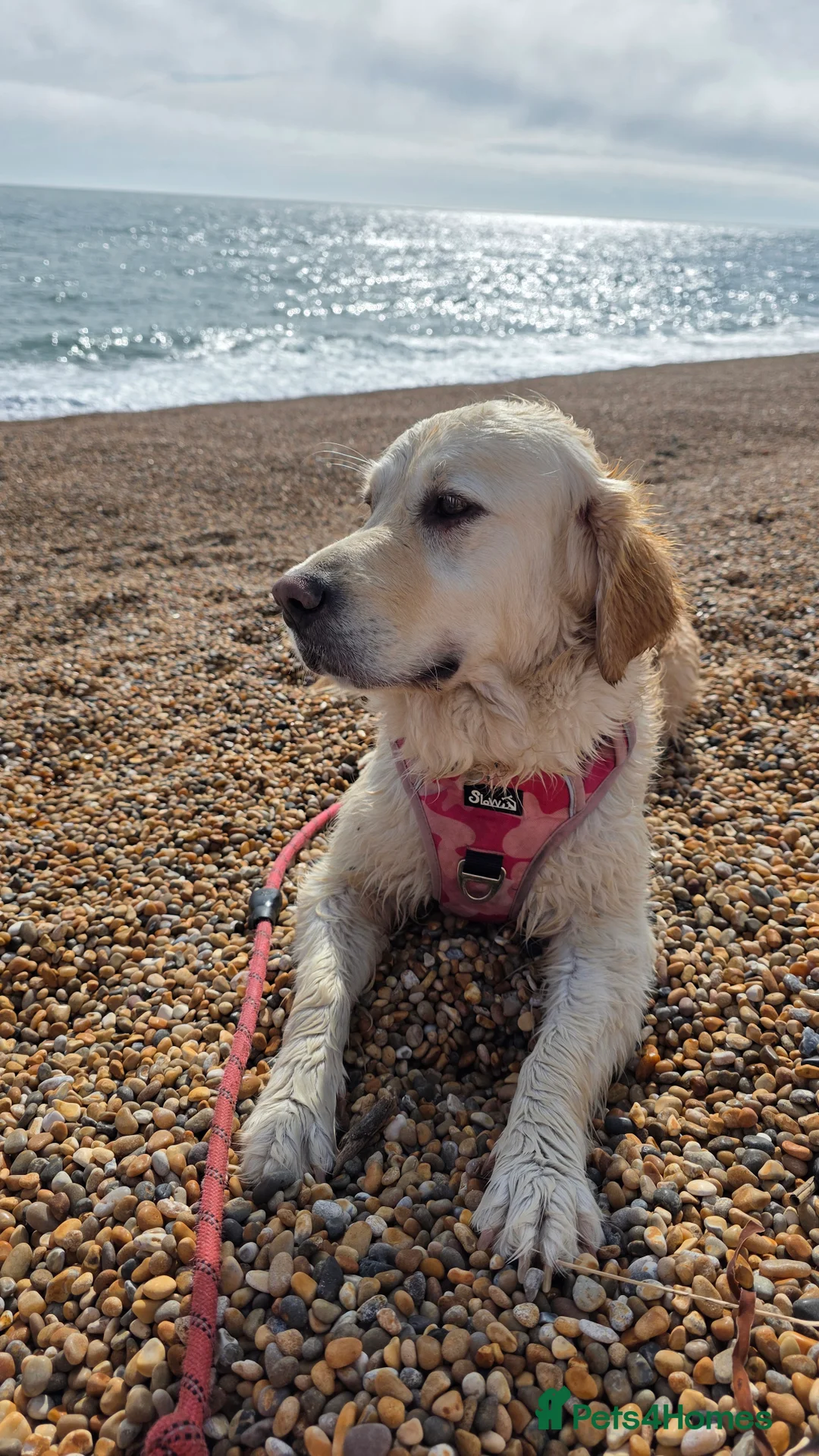 Golden Retriever dogs for sale: Beautiful Golden Retriever Puppies - Family Raised - Advert 2