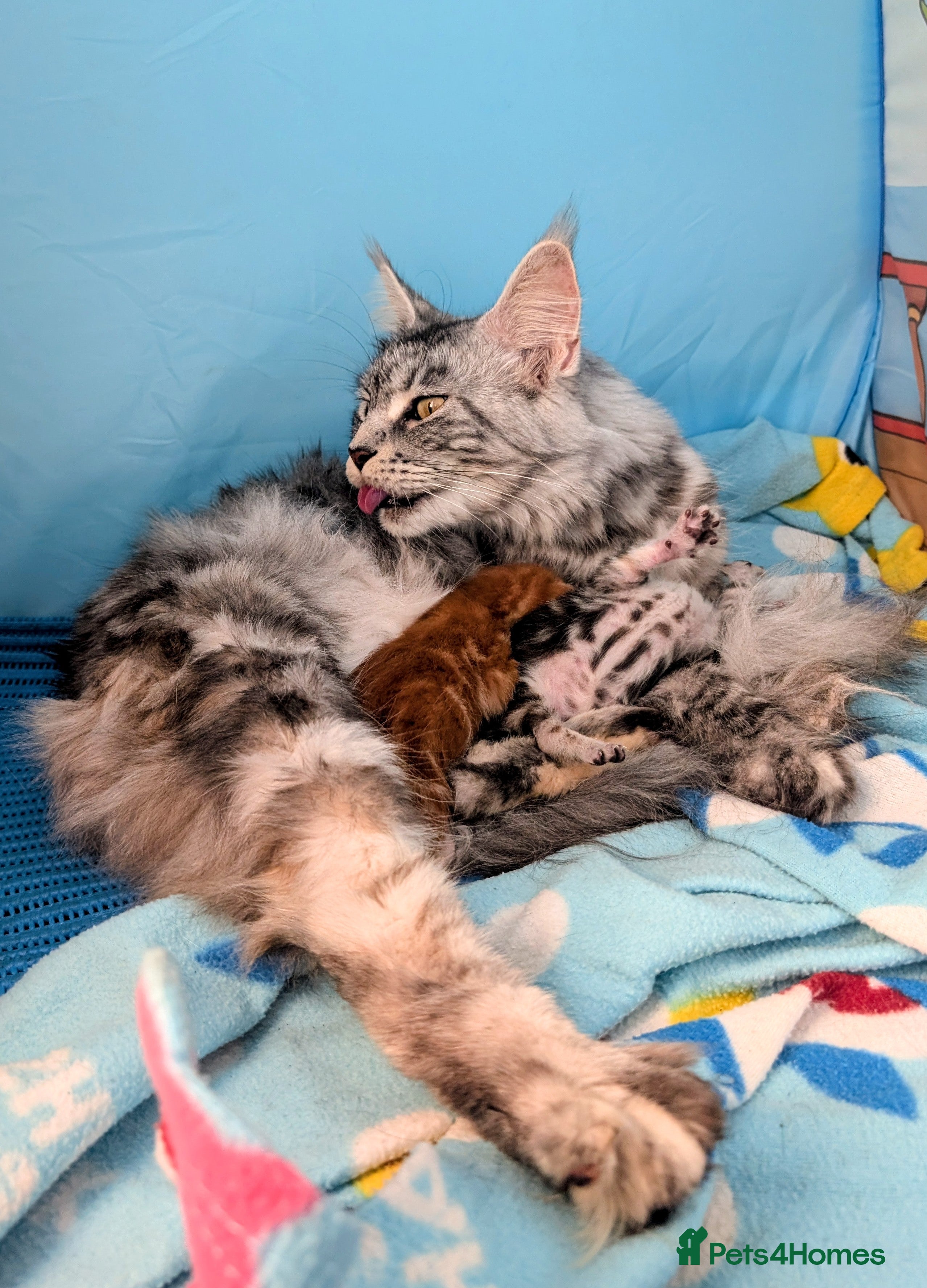 Maine Coon cats 2 Beautiful Maine Coon Cross kittens  - Advert 13