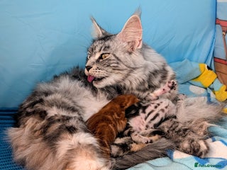 Maine Coon cats 2 Beautiful Maine Coon Cross kittens - Advert 1