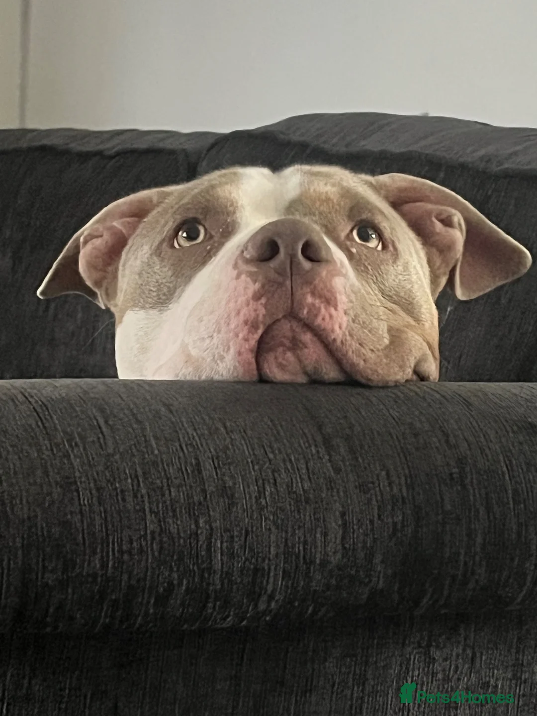 American Bully dogs for sale: My loving girl 🩷 - Advert 4