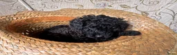 Toy Poodle dogs for sale: Beautiful Toy Poodle Puppies – Leeds in Leeds - Advert 7