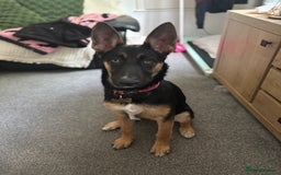 Mixed Breed dogs for sale: Freya  - Image 2