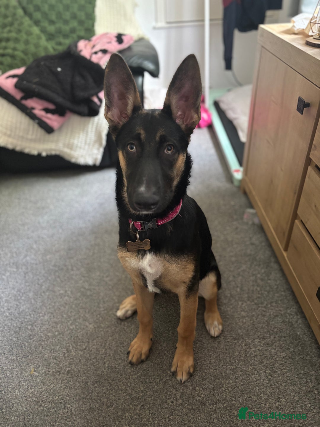 Mixed Breed dogs for sale: Freya  - Image 2