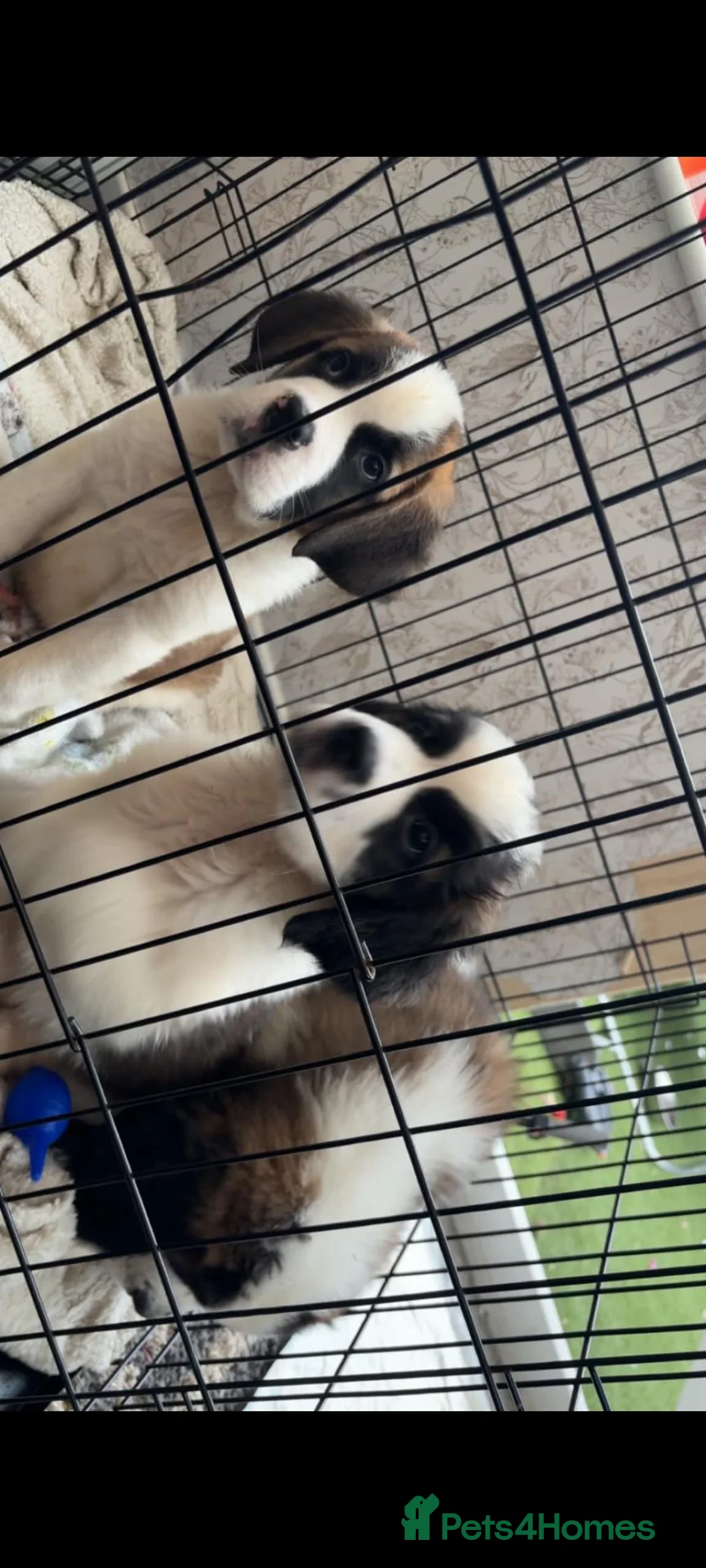 Saint Bernard dogs for sale: Beautiful saint Bernard litter *3 left see video - Advert 2