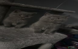 British Shorthair cats for sale: Stunning litter of bsh  - Advert 4