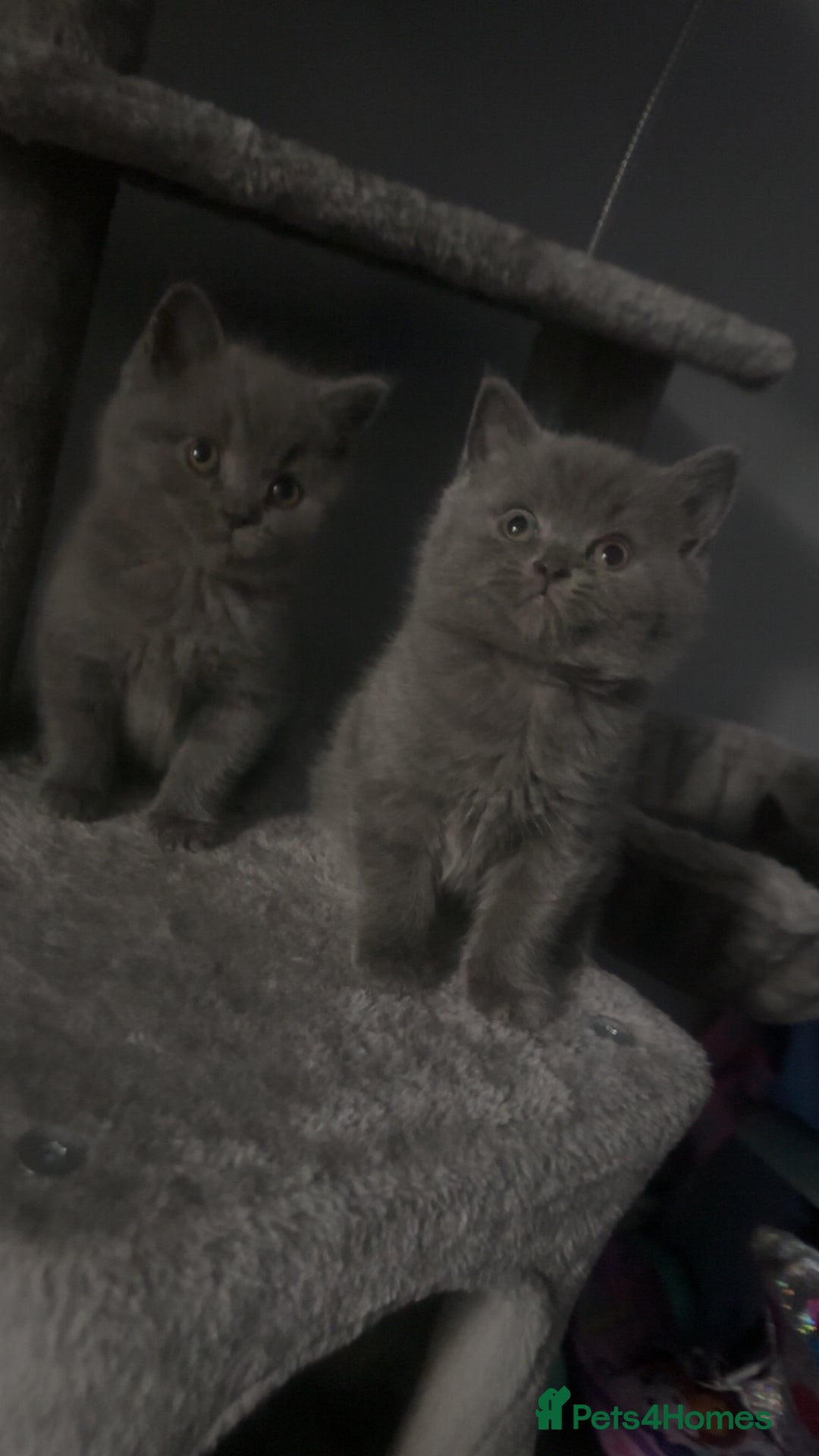 British Shorthair cats for sale: Stunning litter of bsh  - Advert 4
