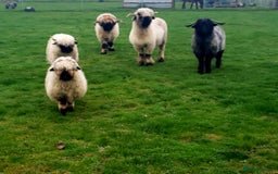 Sheep livestock for sale: Valais blacknose starter flock pedigree plus other - Image 2