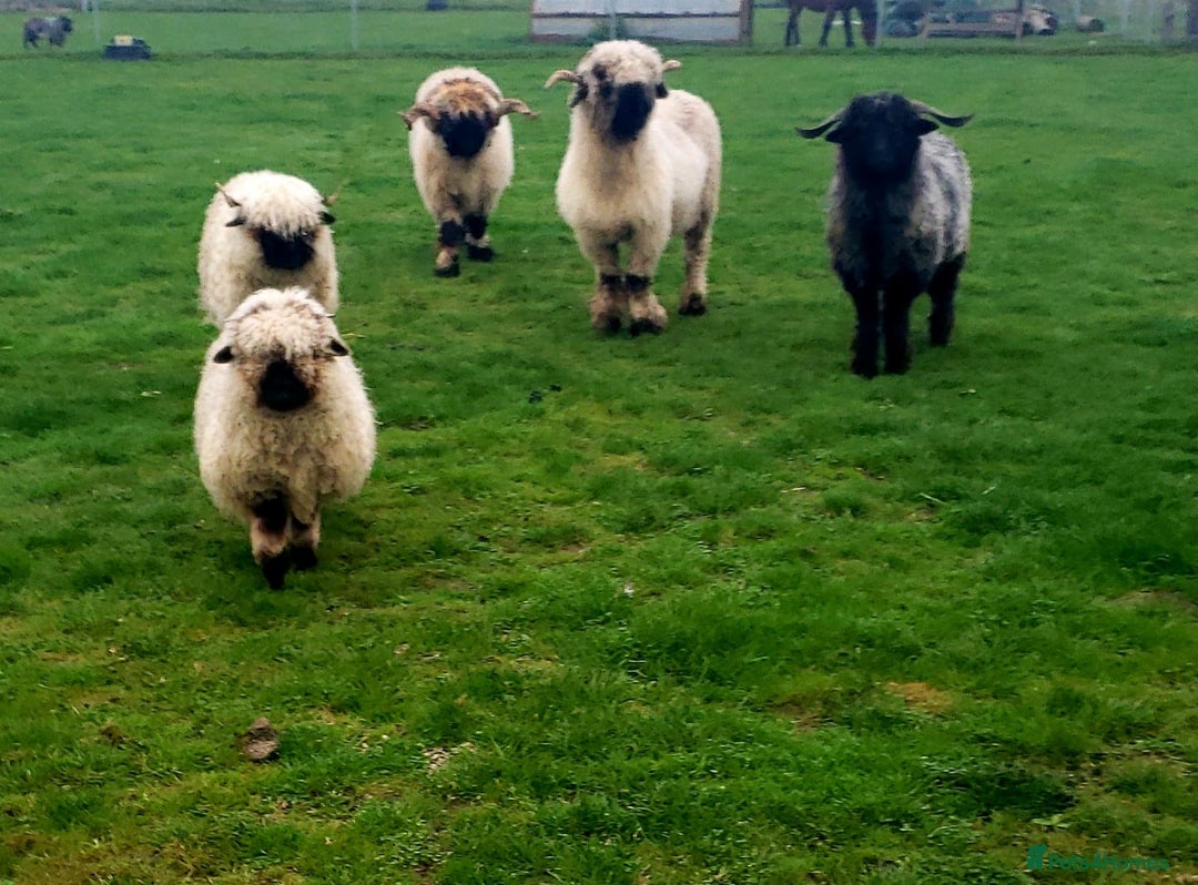 Sheep livestock for sale: Valais blacknose starter flock pedigree plus other - Image 2