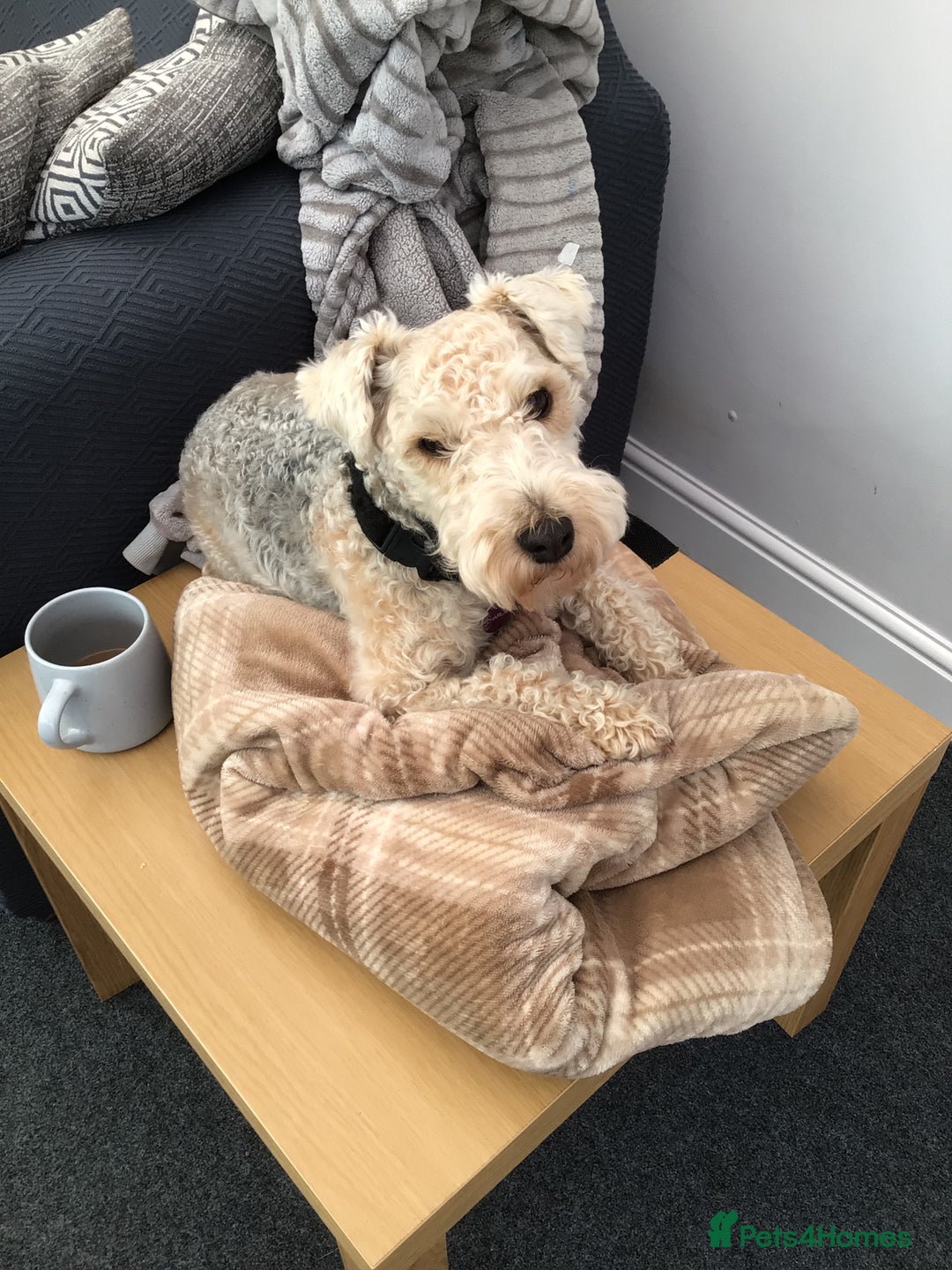 Lakeland Terrier dogs for sale: Lakeland terrier  - Image 2