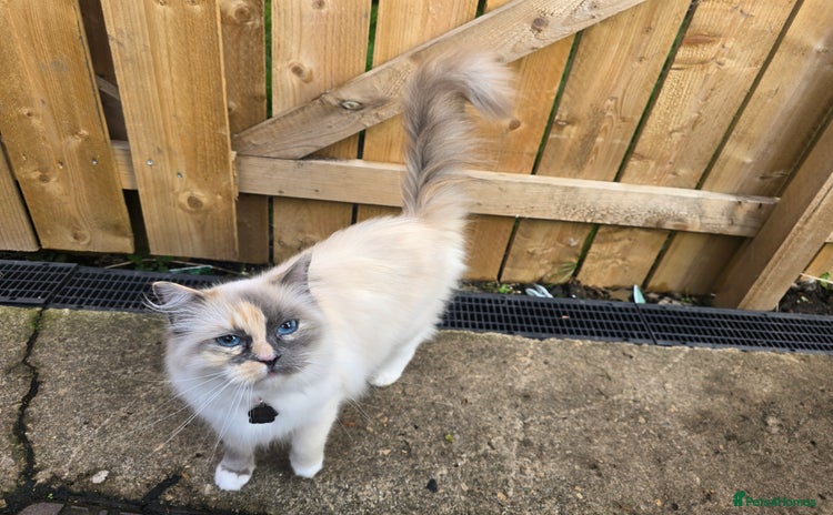 Ragdoll cats - Advert 16