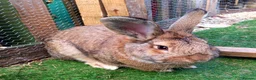 Continental Giant rabbits for sale: Male continental giant - Advert 3