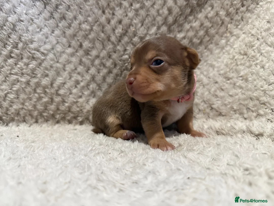 Jack Russell dogs for sale: Stunning Litter of Chocolate Jack Russell Puppies. - Advert 2
