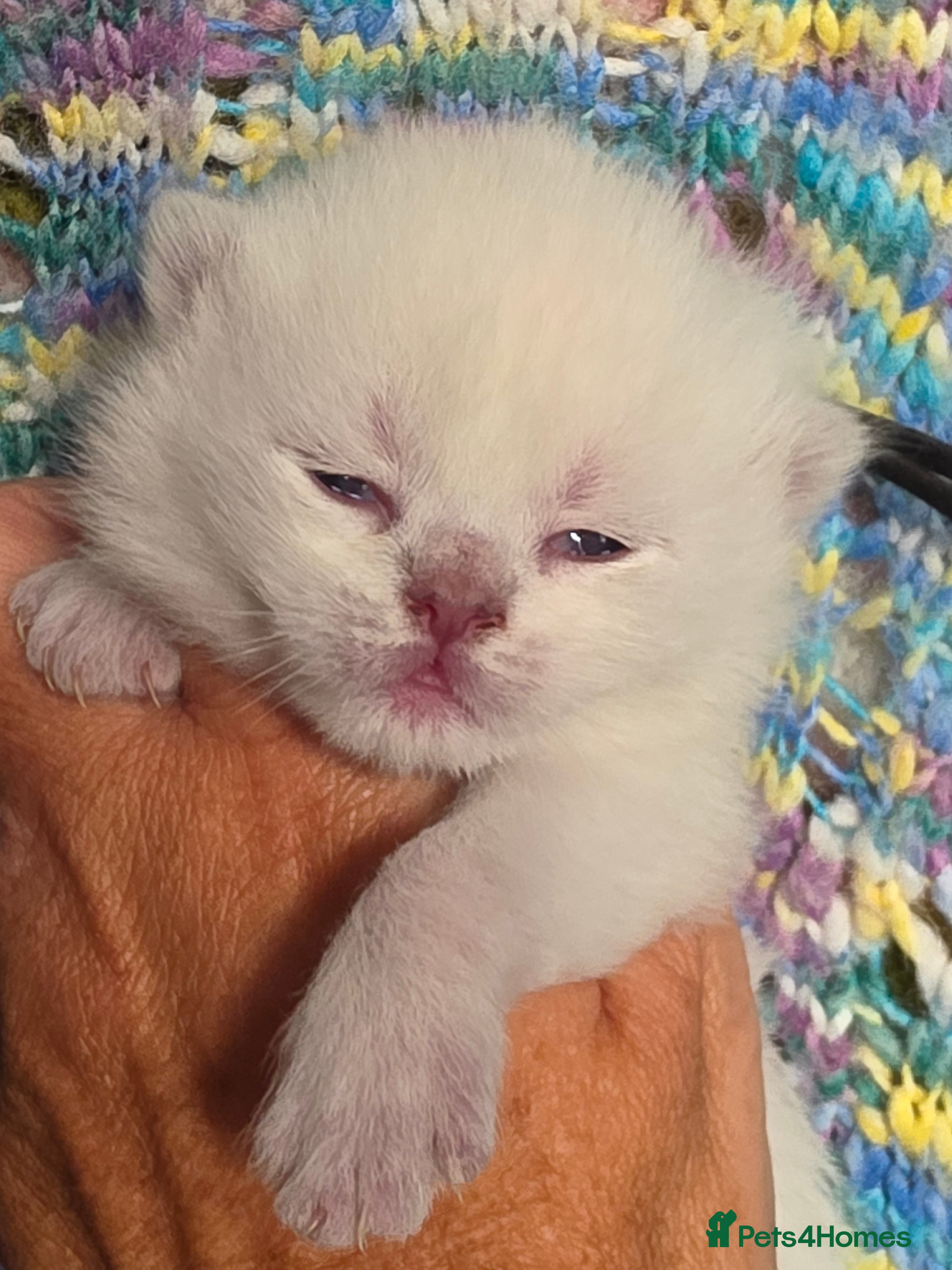 British Shorthair cats TICA reg british shorthair kittens - Advert 19