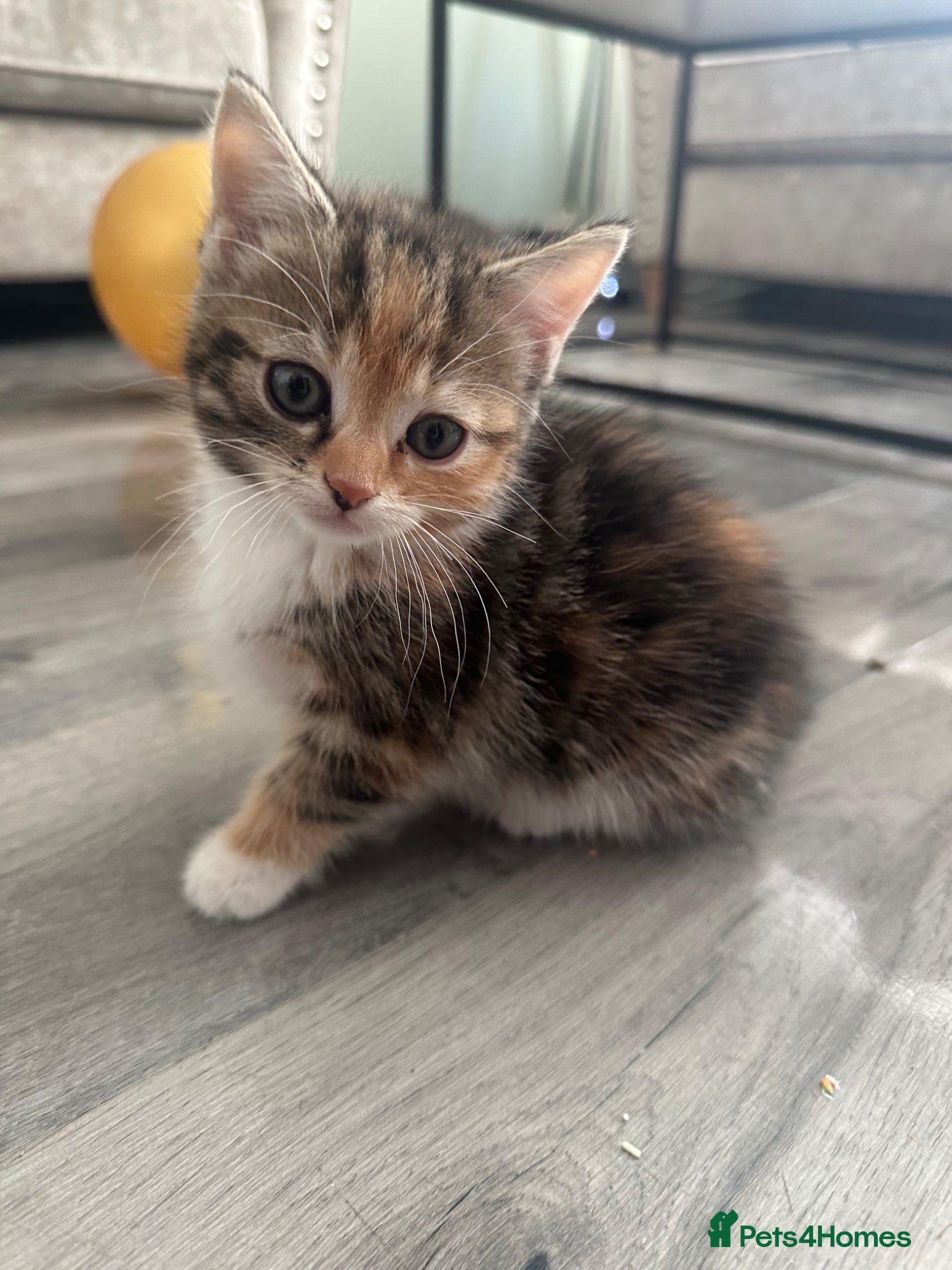 Mixed Breed cats Beautiful little kittens - Advert 15