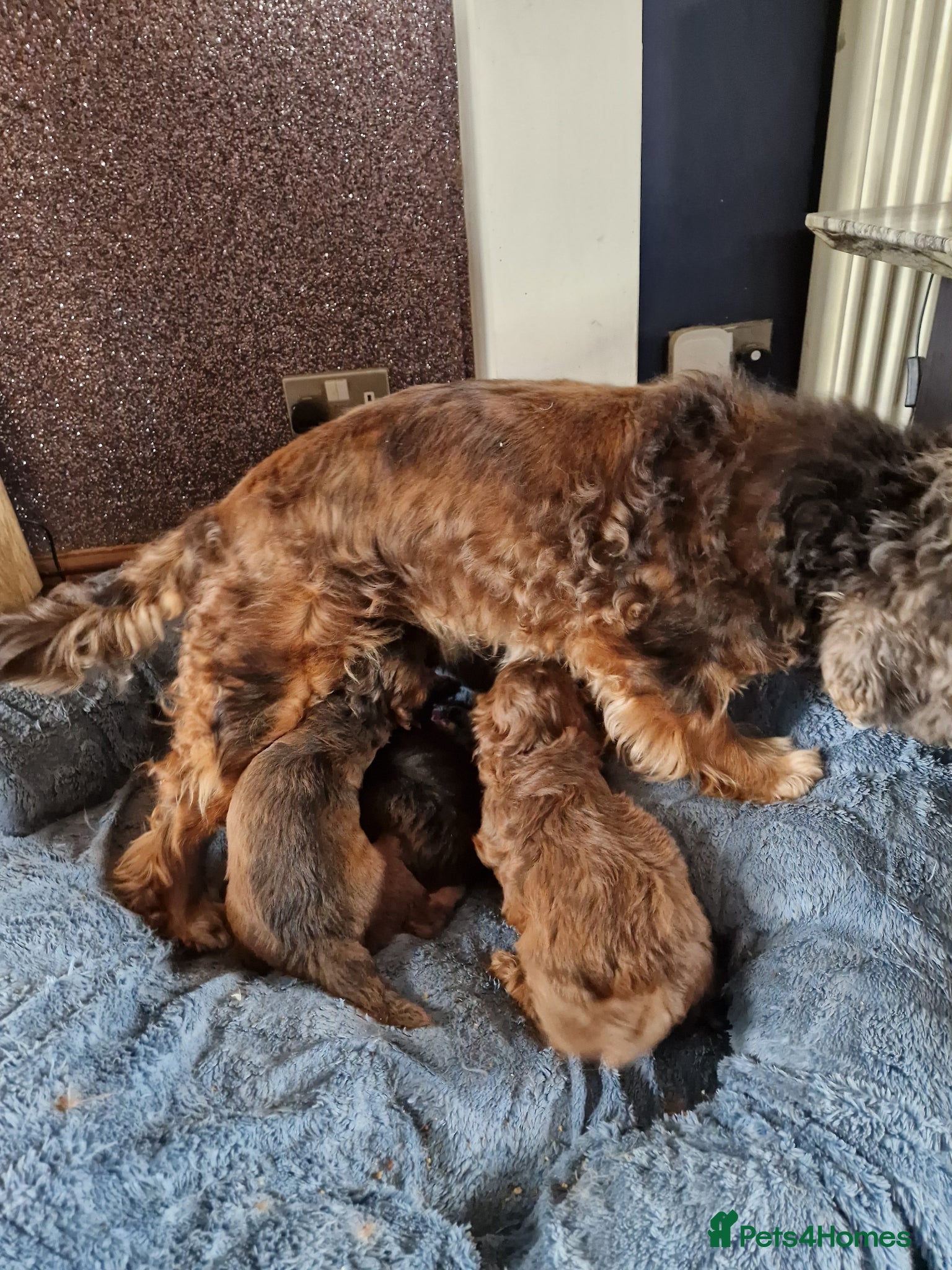 Cockapoo dogs for sale: RED AND SABLE F1 COCKAPOOS FOR SALE - Advert 2