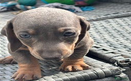Dachshund dogs for sale: Miniature dachshunds ready now 💗 - Image 37