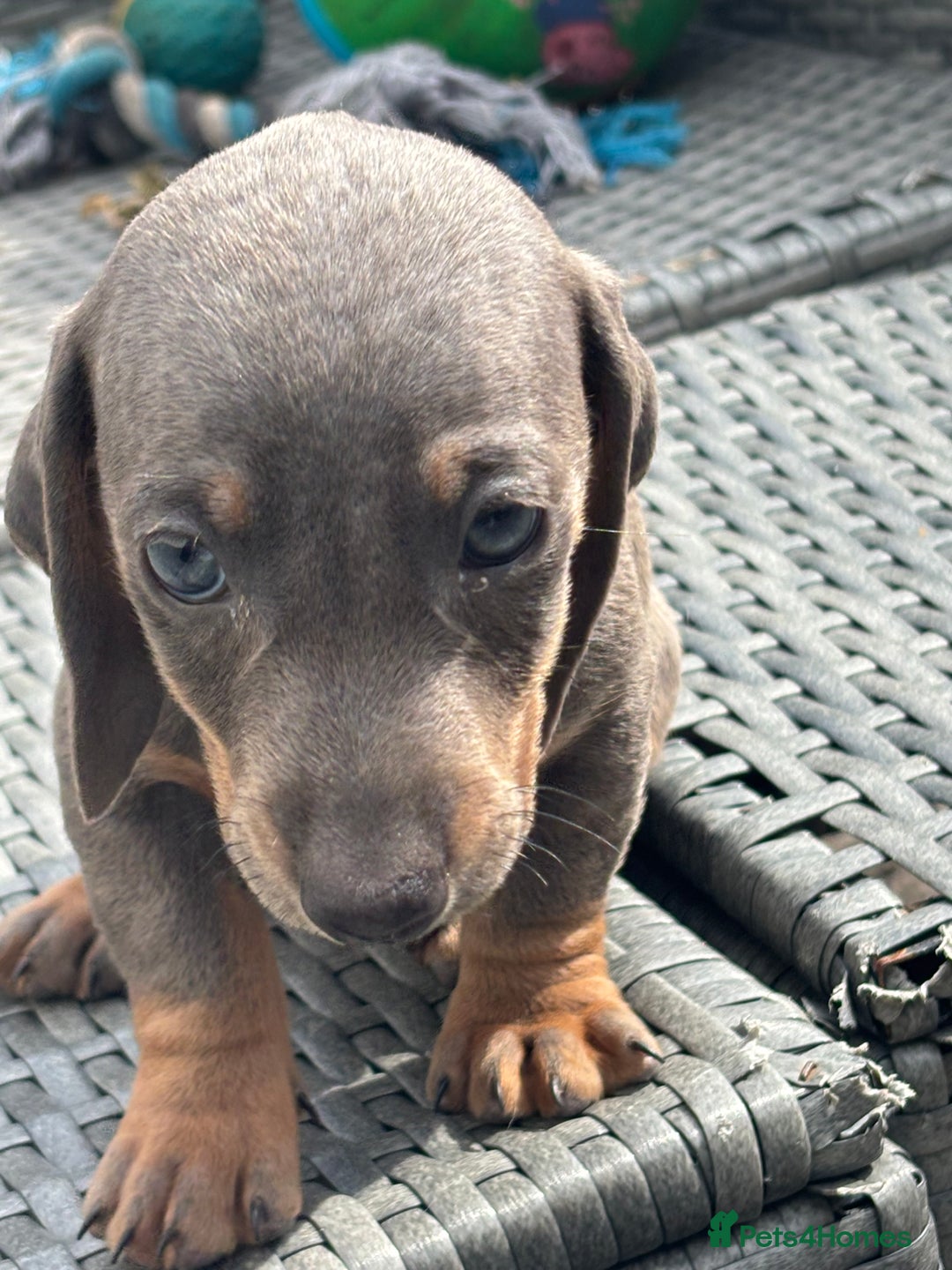 Dachshund dogs for sale: Miniature dachshunds ready now 💗 - Image 37