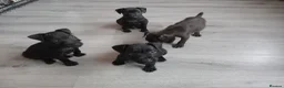 Patterdale Terrier dogs for sale: Pattersdale pups - Advert 7