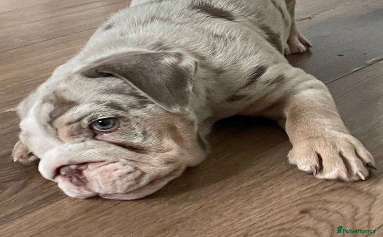 English Bulldog dogs in South Ockendon - Advert 1