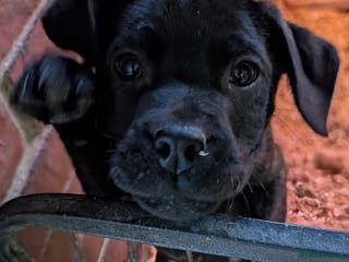 Mixed Breed dogs F1 MASTADOR PUPPIES - Advert 5