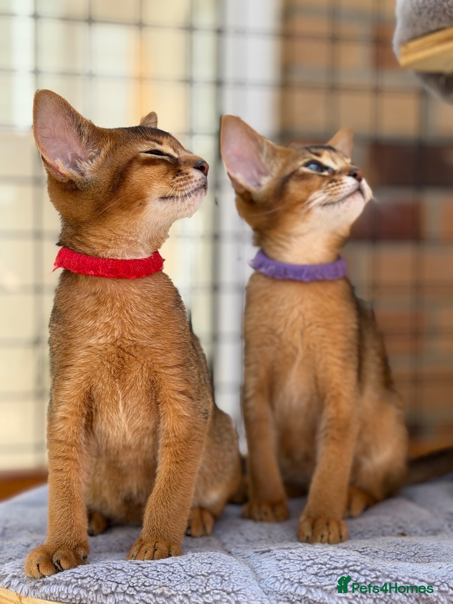 Abyssinian cats Pure breed Abyssinian kitten’s GCCF registered  - Advert 1