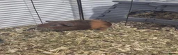 Guinea Pig rodents for sale: Sows and Boars ready now! - Advert 8