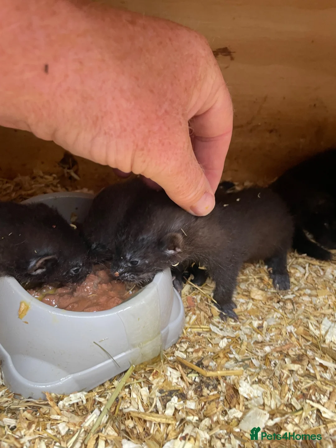 Ferret rodents for sale: EU Angora Polecat Cross - Advert 2