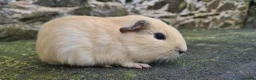 Guinea Pig rodents for sale: Californian and silver agouti baby guinea pigs. - Advert 17