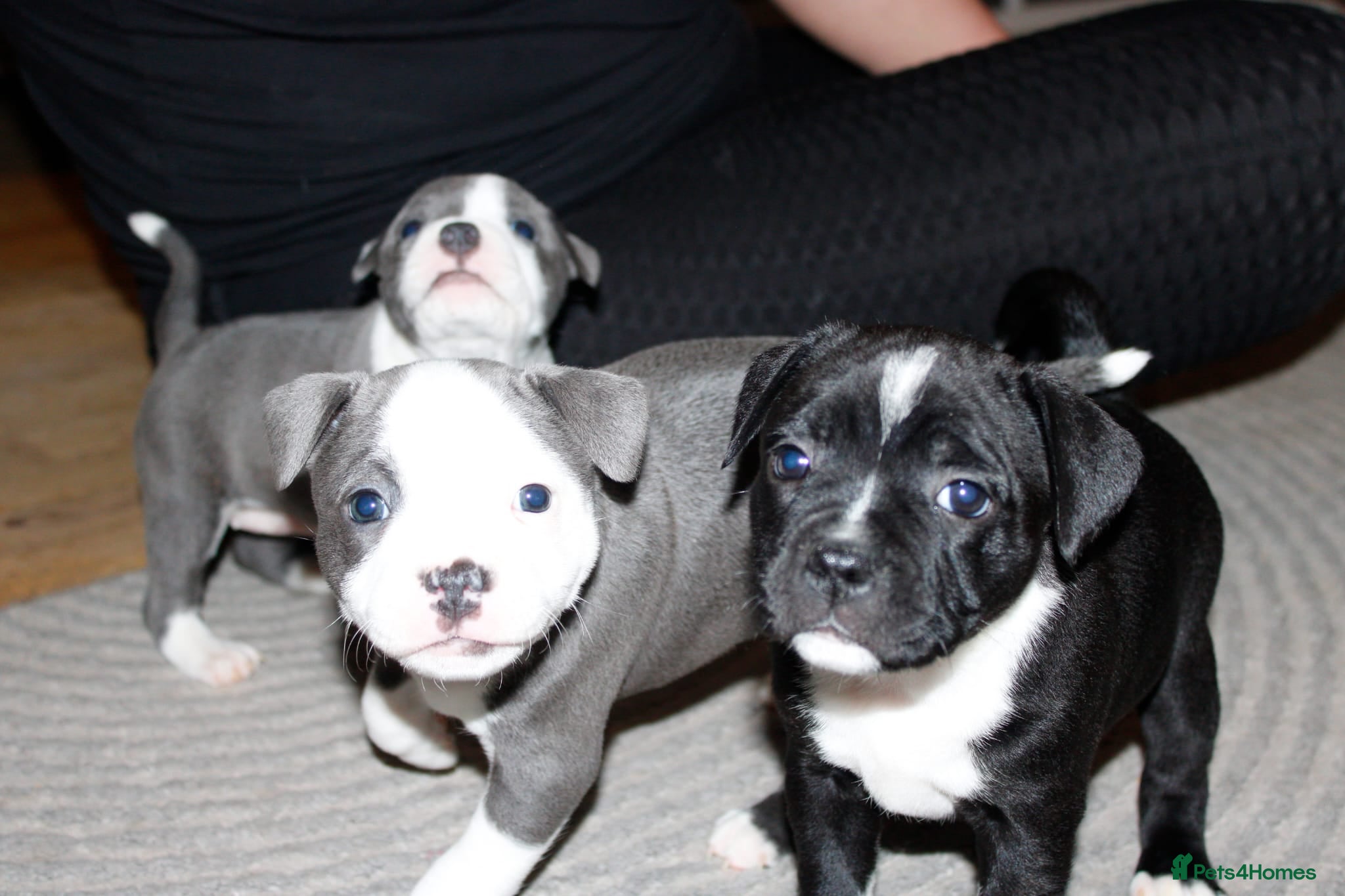 Staffordshire Bull Terrier dogs Kc registered Staffordshire bull terrier pups - Advert 2