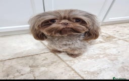 Shih Tzu dogs for sale: Shihtzu puppies - Image 13