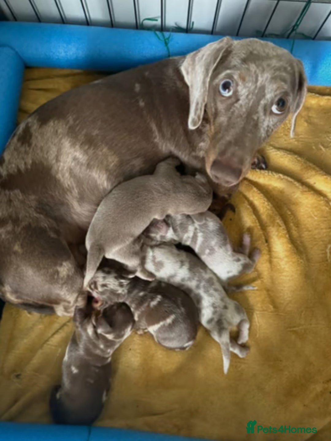 Miniature Dachshund dogs for sale: Adorable Miniature Dachshund Puppies  - Image 2