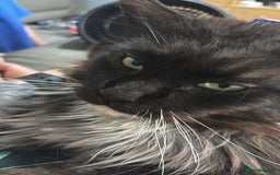 Maine Coon cats for sale: Loveliest, fluffy Maine coon X ragdoll kittens - Image 15