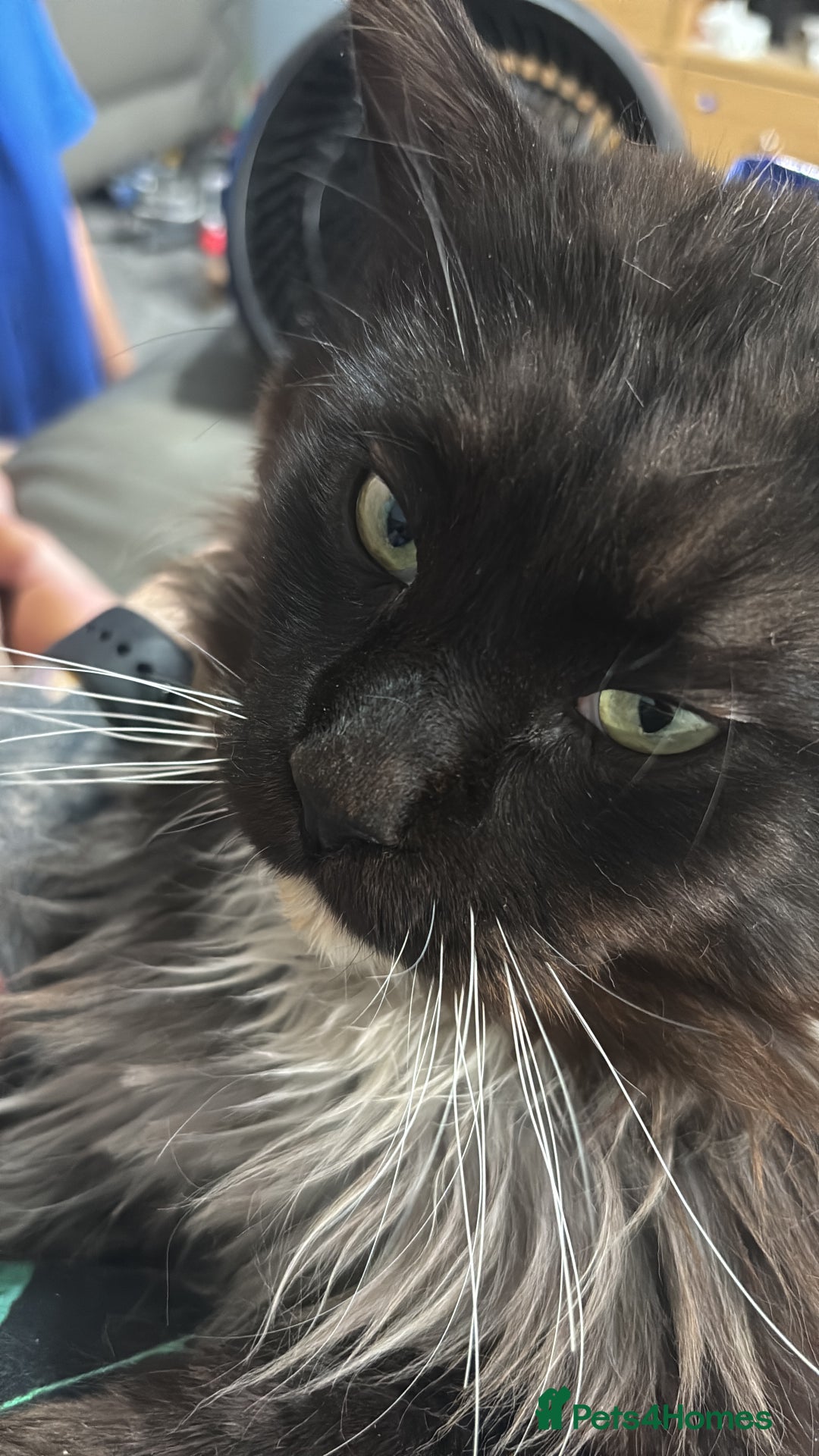 Maine Coon cats for sale: Loveliest, fluffy Maine coon X ragdoll kittens - Image 15