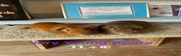 Guinea Pig rodents for sale: Lots of pairs of Guinea Pigs Mixed Colours Come 👀 - Advert 6
