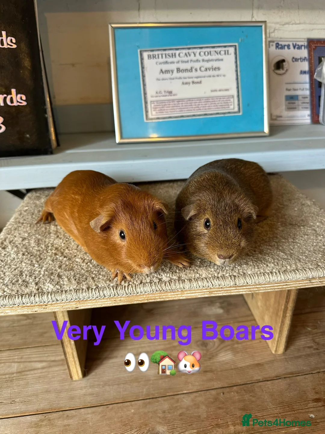 Guinea Pig rodents for sale: Lots of pairs of Guinea Pigs Mixed Colours Come 👀 - Advert 6