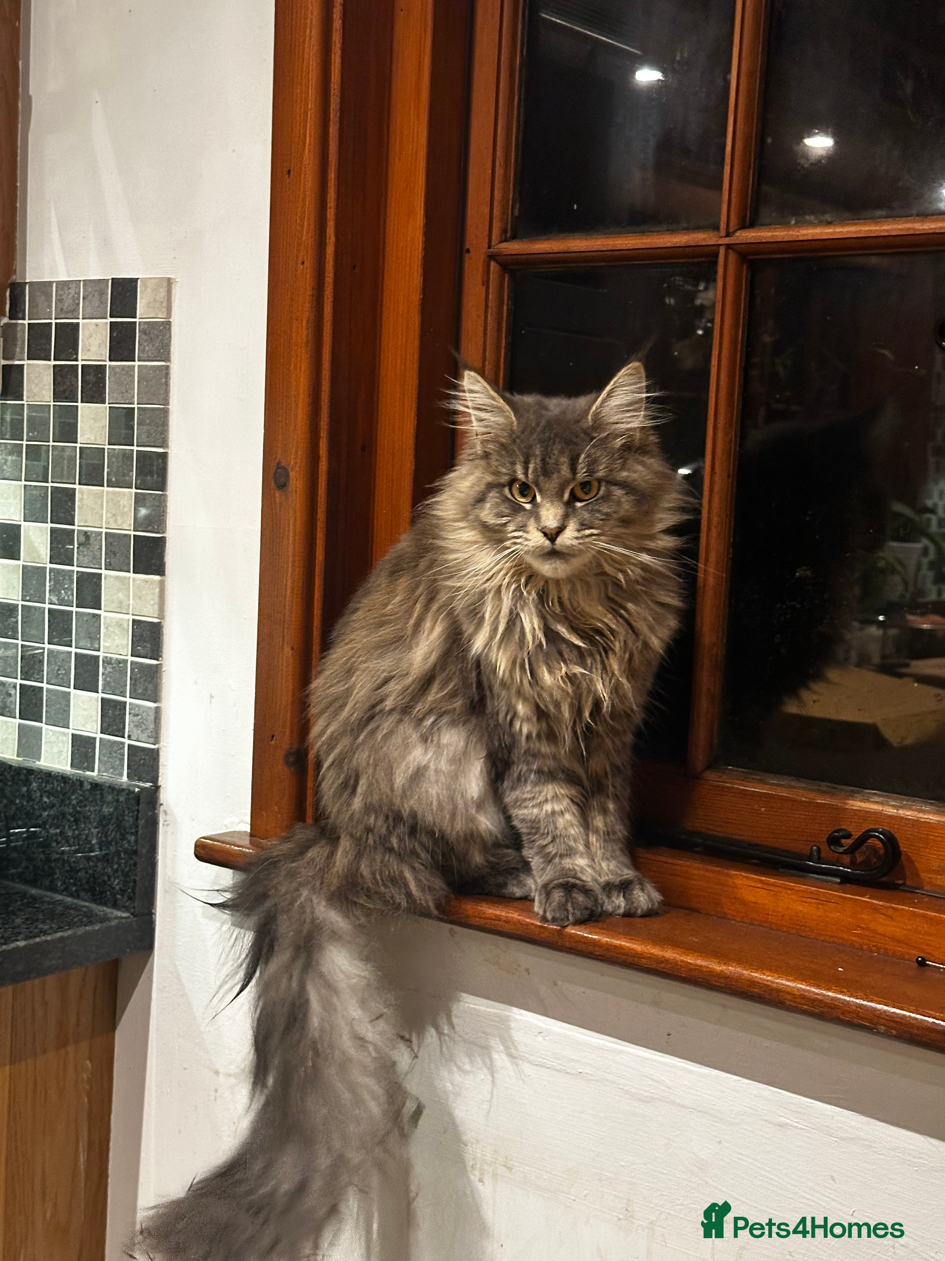 Maine Coon cats Beautiful and gentle girl looking for loving home - Advert 16