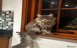 Maine Coon cats for sale: Beautiful and gentle girl looking for loving home - Advert 3