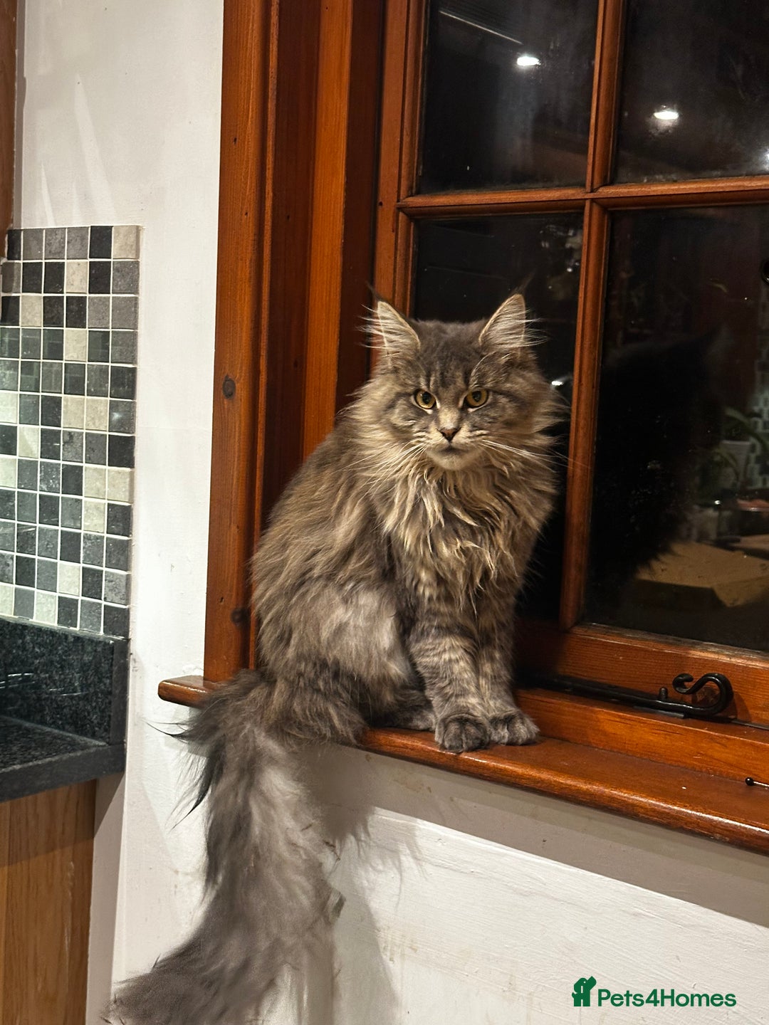 Maine Coon cats for sale: Beautiful and gentle girl looking for loving home - Advert 3
